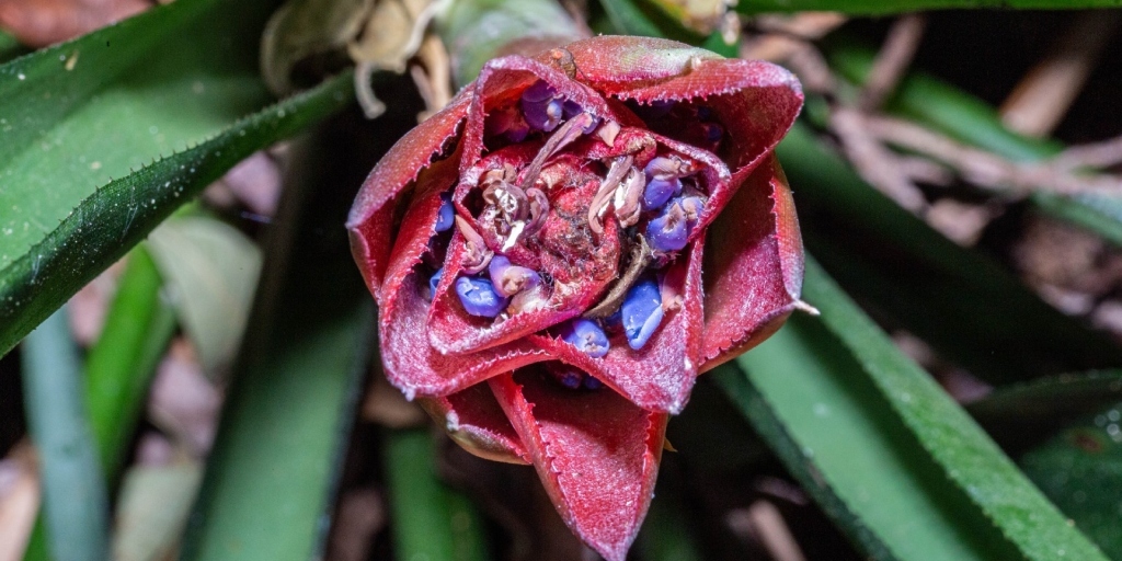 Mata Atlântica tem nova espécie de bromélia catalogada; descoberta foi no Parque Estadual dos Três Picos em Friburgo 