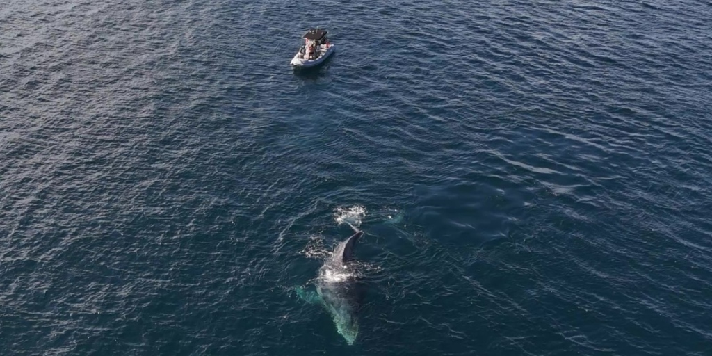 Baleia jubarte e barco com pescadores se envolvem em incidente no mar em Arraial do Cabo; veja o vídeo