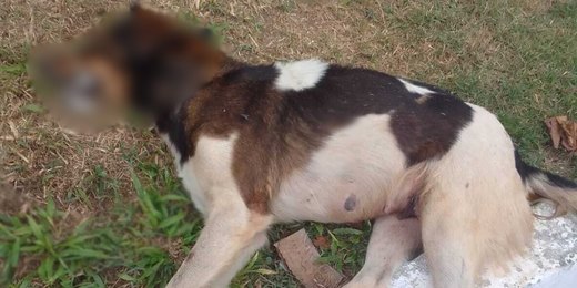 Polícia investiga denúncia de envenenamento de inúmeros cães em Cantagalo