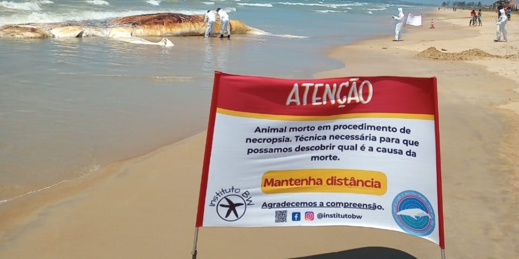 Ao se deparar com animais nesse estado é preciso acionar imediatamente  o resgate