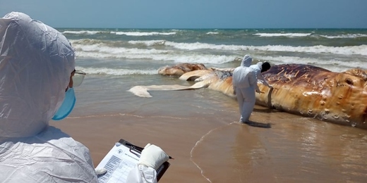 Baleia jubarte é encontrada morta na praia de Unamar, em Cabo Frio