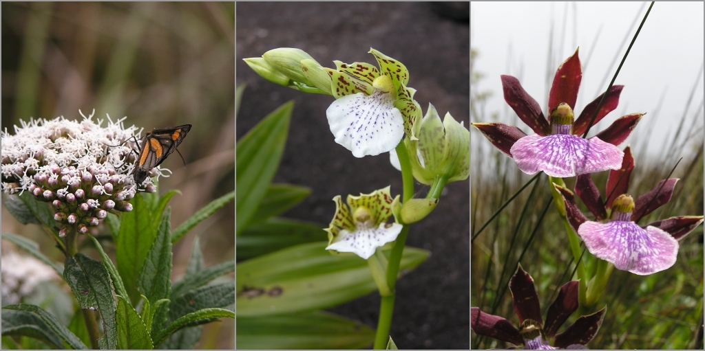 Parque tem mais de 2.800 espécies de plantas catalogadas pela ciência