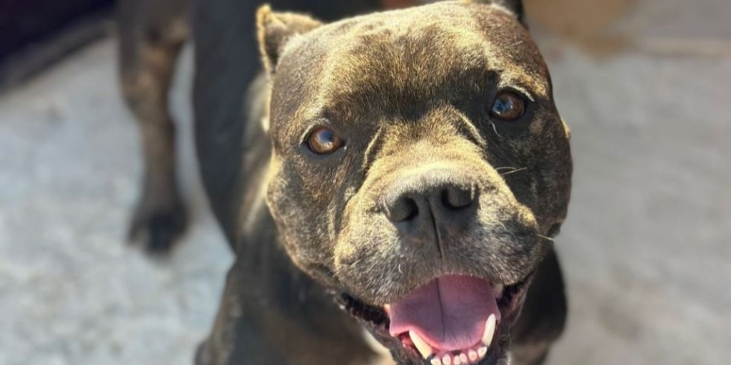 Cão aparentemente da raça American Bully foi achado vivendo em um curral de madeira exposto ao sol e à chuva