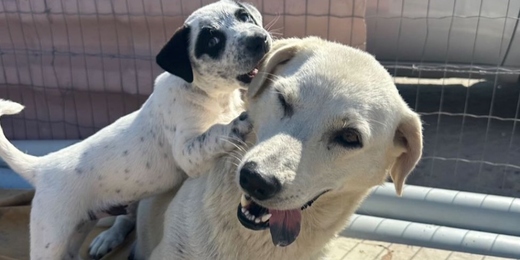 Cães são resgatados após serem vítimas de maus-tratos em Arraial do Cabo; cadela teria 'sofrido violência sexual' 