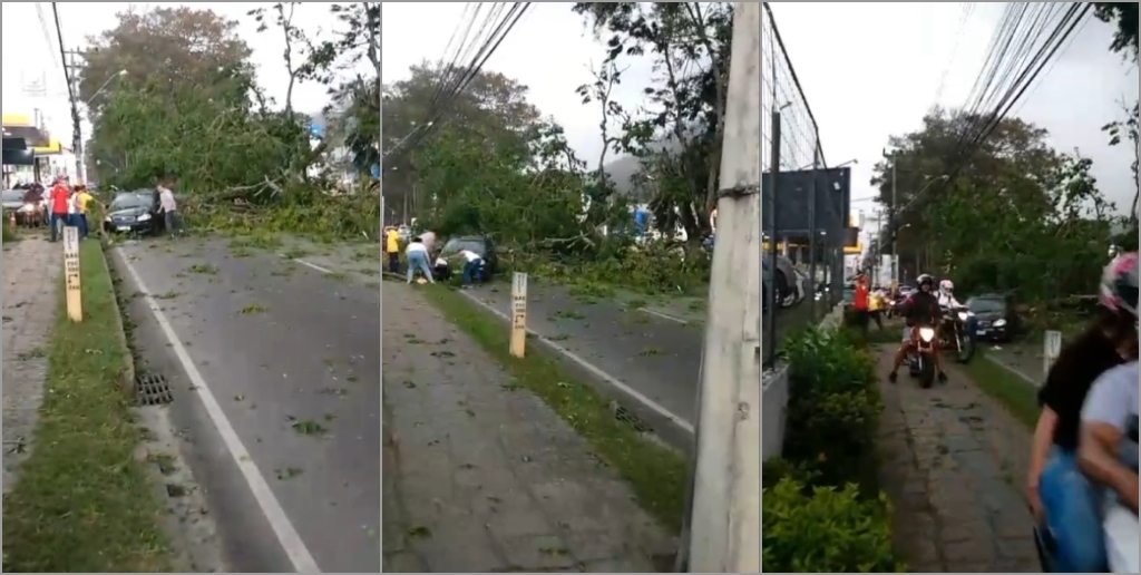 Queda de árvore quase atingiu um carro e fechou a avenida