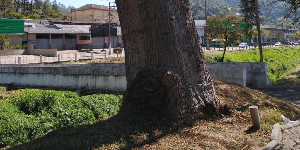 Moradores enviaram fotos se queixando sobre falta de manutenção das árvore na beira do rio na avenida Hans Gaiser