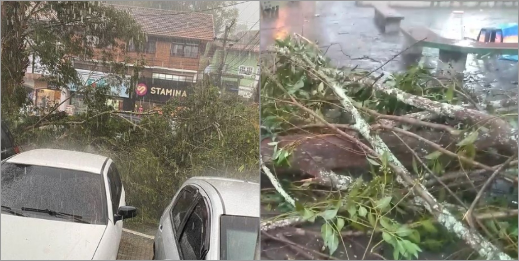 Árvores caíram em Ponte da Saudade e no centro de Nova Friburgo 