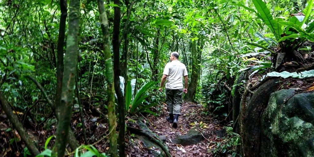 Trilha do Jequitibá no PETP, em Cachoeiras de Macacu é uma caminhada leve e boa pedida para um piquenique