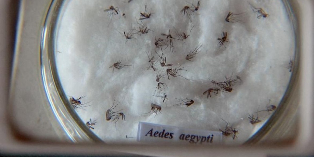 RJ registra 4ª morte por dengue: Friburgo e Teresópolis recebem ações de combate à doença