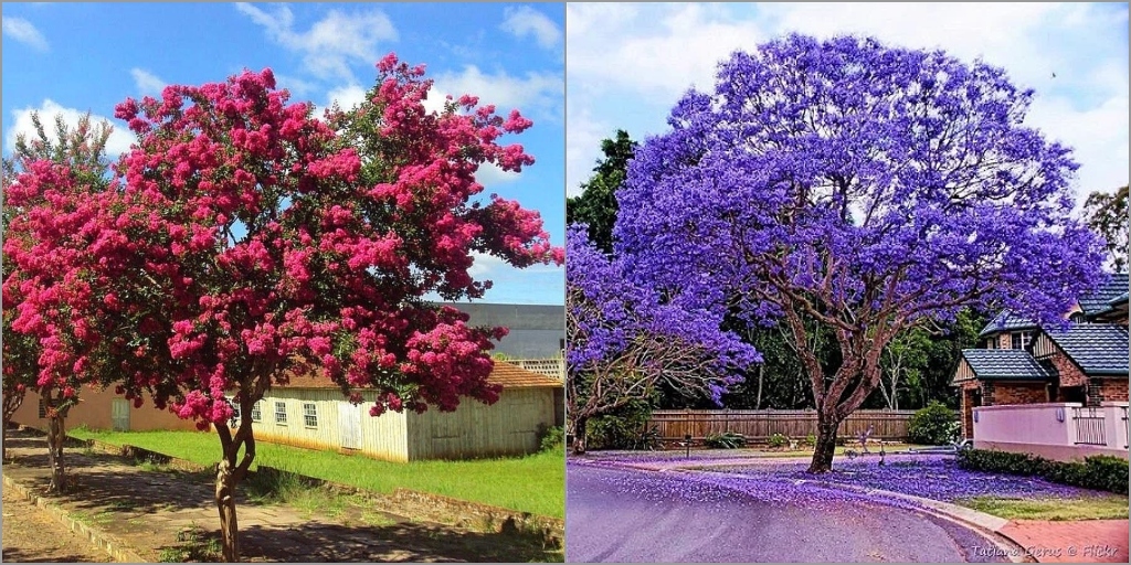 Árvores que poderiam ser plantadas em Nova Friburgo segundo Engenheiro Florestal 