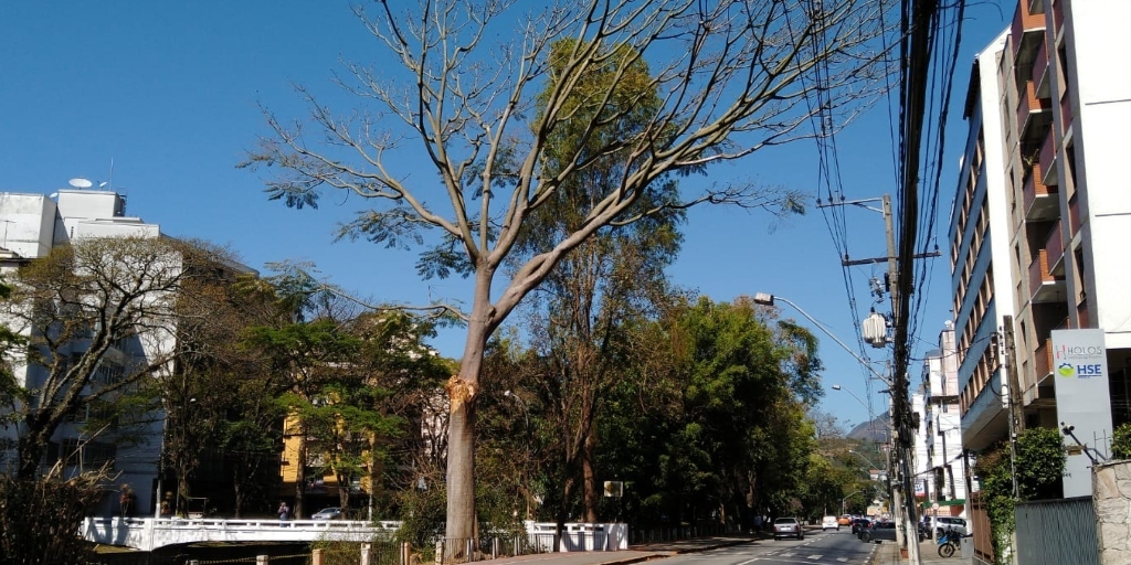 Moradora faz reclamação sobre ameaça de queda de árvore na beira do rio na avenida Dr. Galdino do Vale Filho 