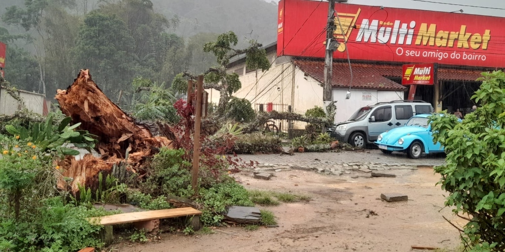 Queda de árvore atingiu um carro e três motos no distrito de Lumiar