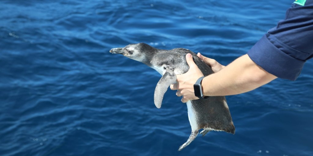 Após serem resgatados e reabilitados em instituto de Araruama, pinguins-de-magalhães são soltos no mar