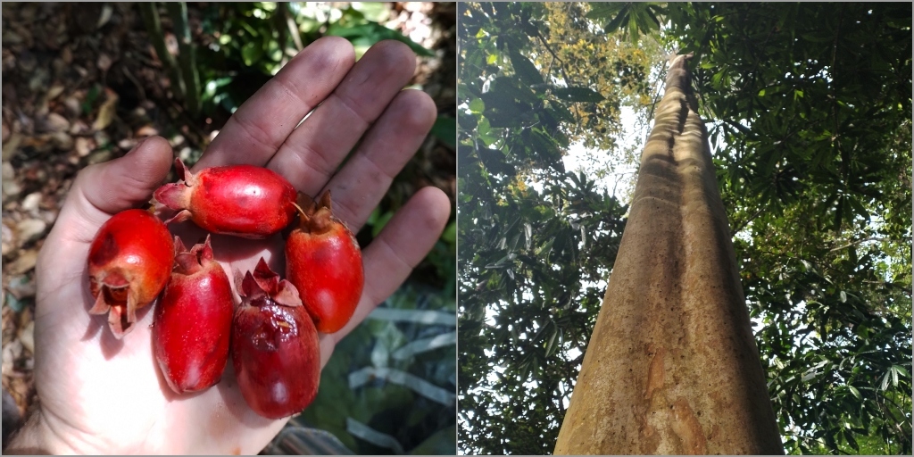 A cereja-de-guapiaçu é classificada como 'criticamente em perigo' devido à sua raridade e à degradação contínua do seu habitat