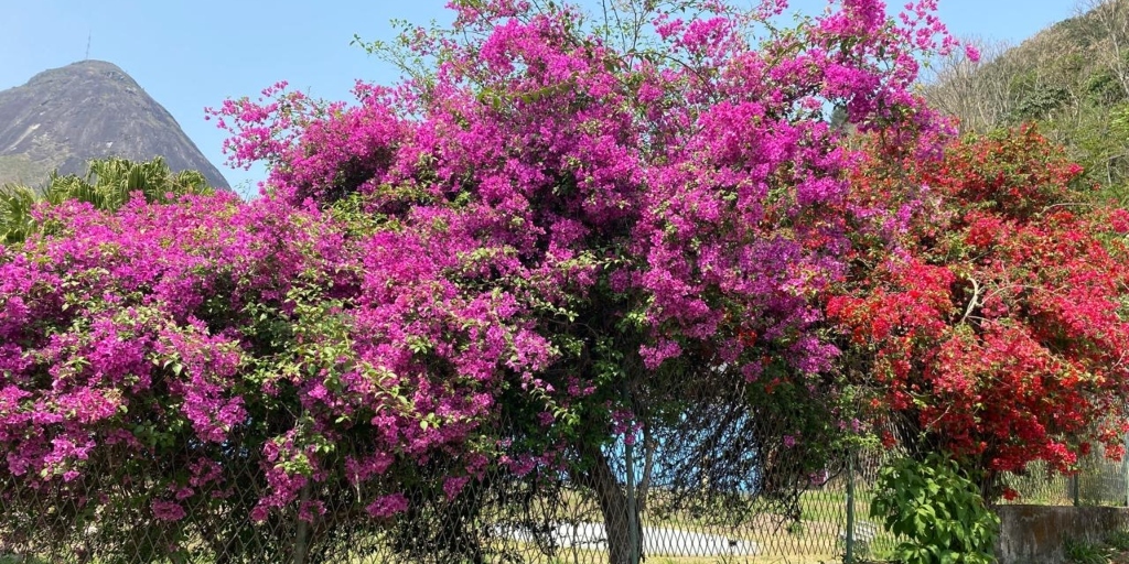 Primeira semana da primavera tem onda de calor com alerta de 'grande perigo' para o RJ