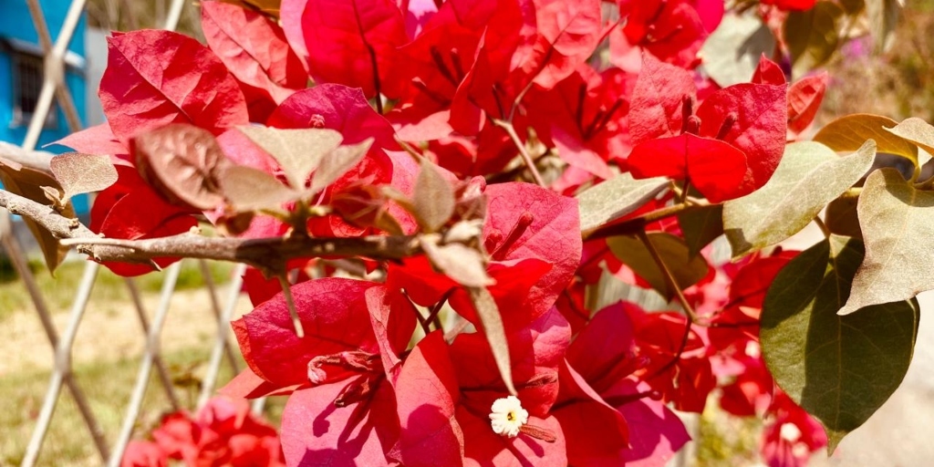 Bougainvilles na Via Expressa, em Nova Friburgo, já estão floridos