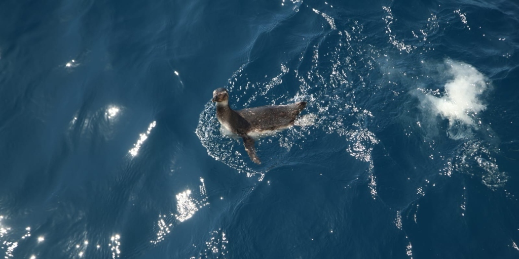 Presença de pinguins nas praias das regiões Sul e Sudeste é um fenômeno natural e migratório