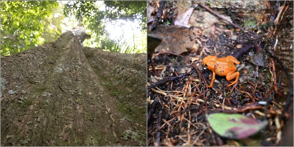 RPPN Rio Bonito de Lumiar é uma das 26 reservas particulares e a maior de Nova Friburgo 