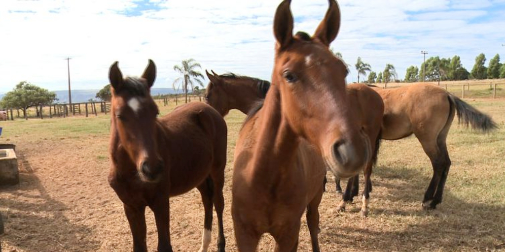 MATANDO CAVALO PARA FAZER CARNE SECA PASSO A PASSO. 