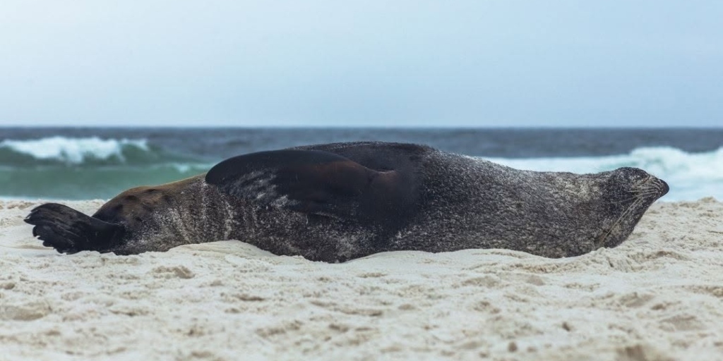 Lobo-marinho visto em Arraial do Cabo Frio nessa terça-feira, 24