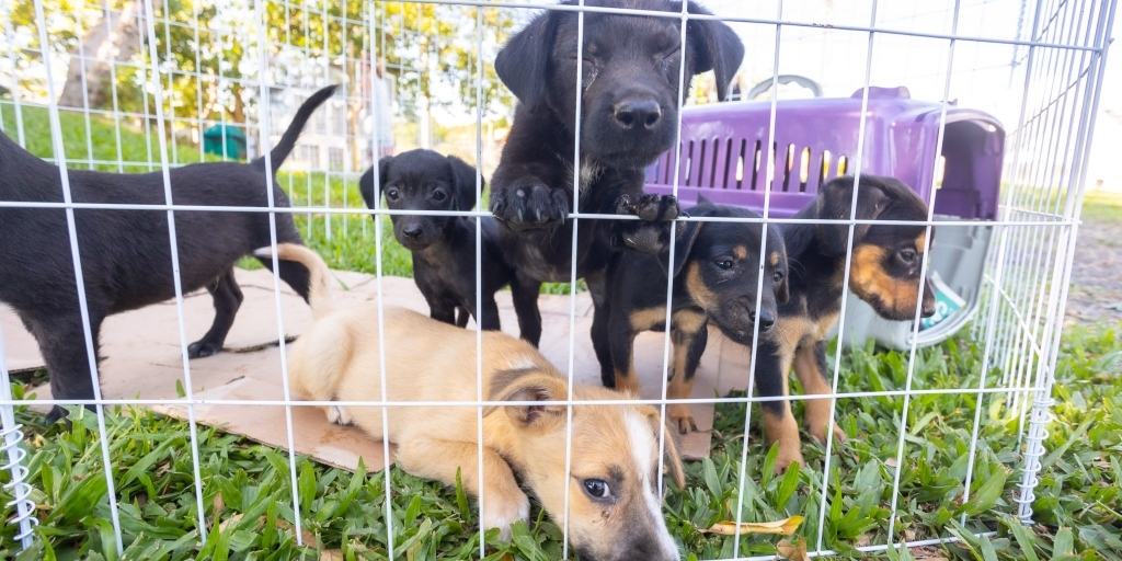 Feira de Adoção de Animais será realizada neste sábado na praça da Ferradura, em Búzios