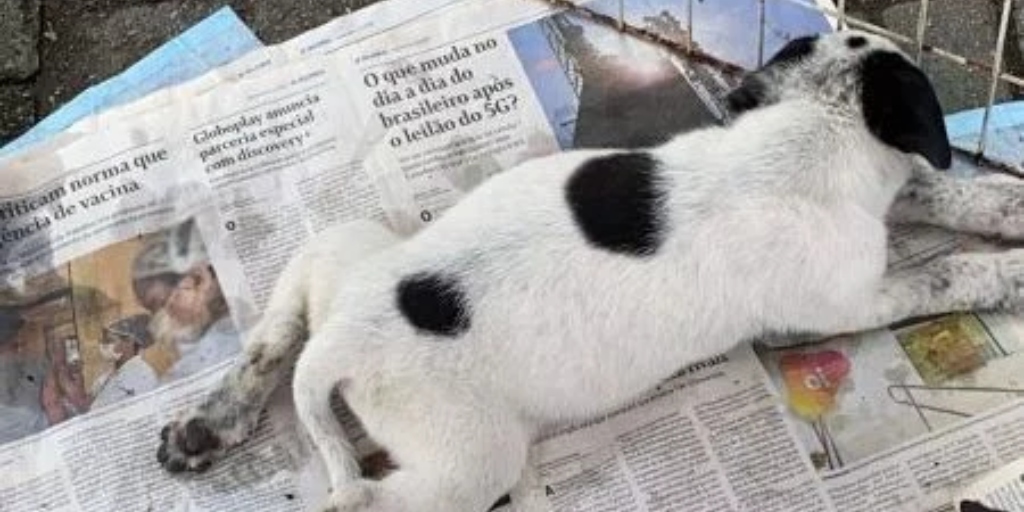 Abandonar animais na rua é crime previsto em lei