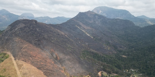 Mutirão de reflorestamento busca recuperar áreas atingidas por incêndio no Parque Municipal Montanhas de Teresópolis